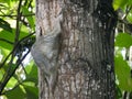 Colugo Animal also known as Sunda flying lemur or Sunda colugo or Malayan flying lemur Royalty Free Stock Photo